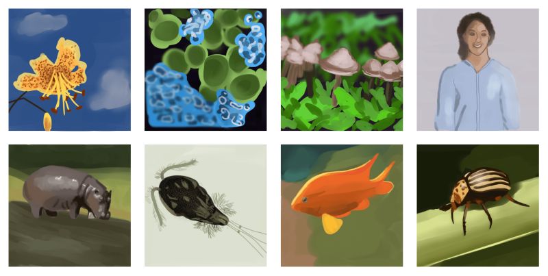 Universal Genetic Code Evolution Evidence Examples Expii - Artistic HD Nature Photos | Free Download