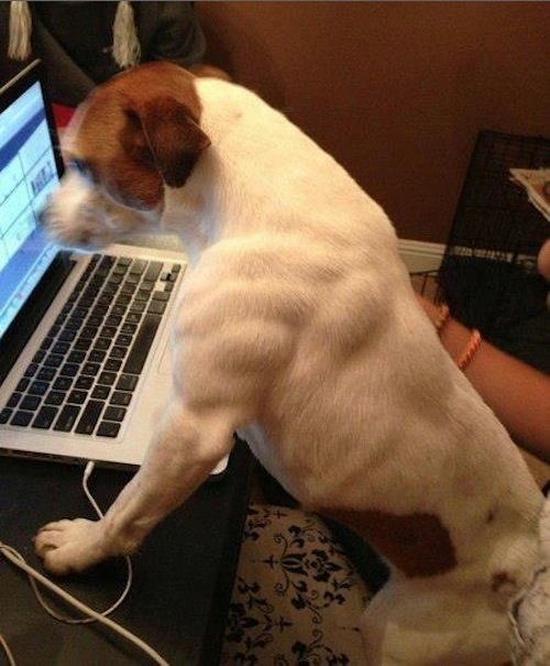 Do you even lift bro? Do You Even Lift Dog Biscuits Bro? - Muscular Dog on