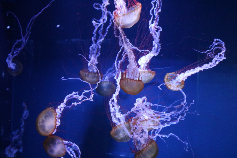 【2022】東京都内近郊のクラゲが見られる水族館5選 最新＆おすすめ厳選