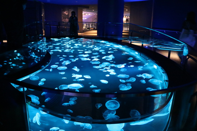 【2022】東京都内近郊のクラゲが見られる水族館5選 最新＆おすすめ厳選