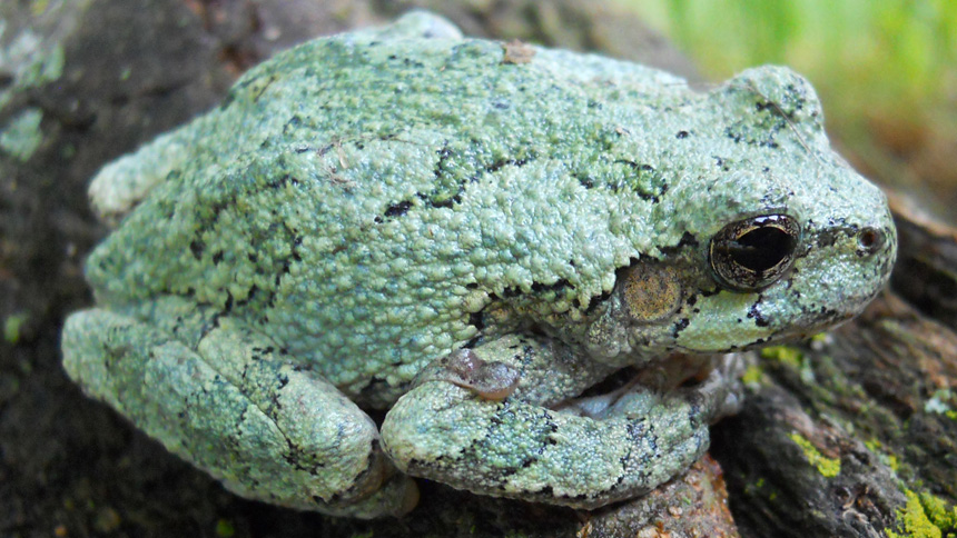 Gray Tree Frog Lernabit