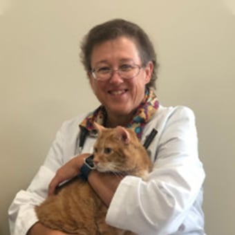 meet our vets at mooresville animal hospital iredell county veterinary hospital on companion pet clinic woodburn