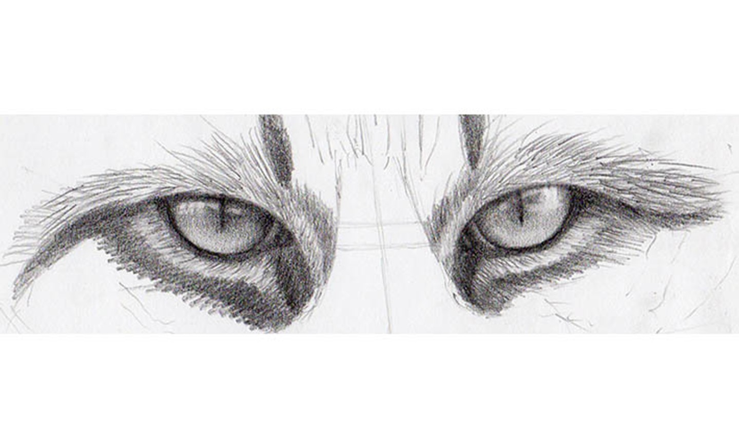 An eye disease is any condition that affects the eye. How To Draw Cat Eyes That Look Real Craftsy