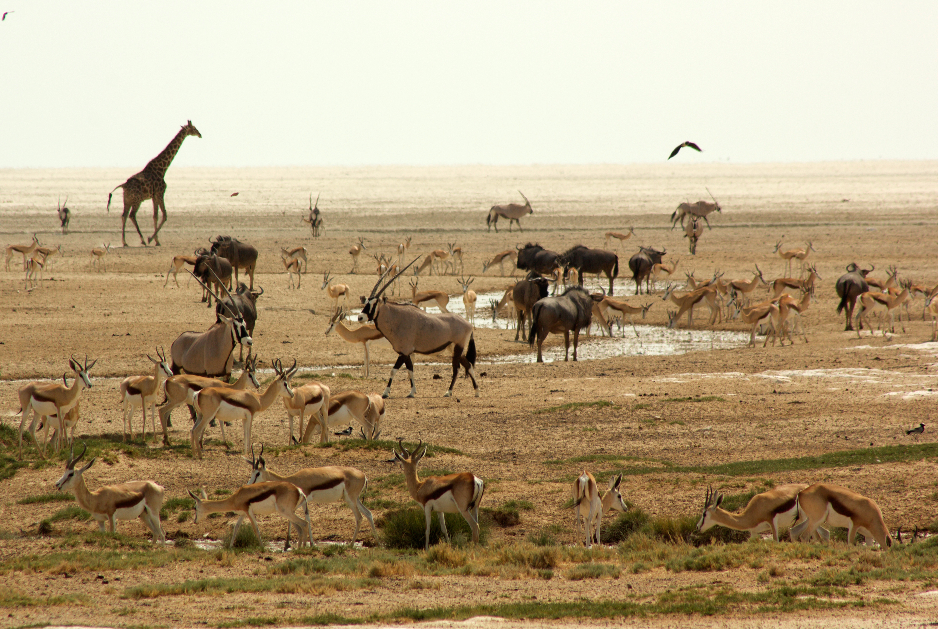 5 Day Affordable Etosha Lodge Safari Namibia