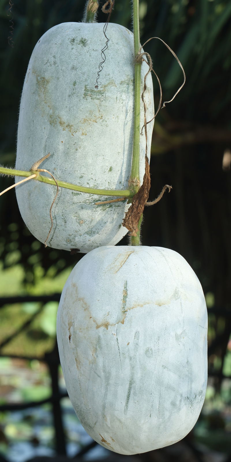 We may earn commission on some. Benincasa hispida (Thunb.) Cogn. | Plants of the World