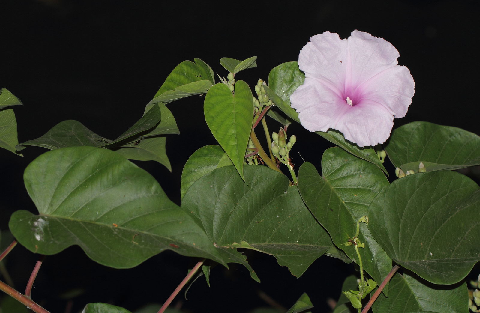 Ipomoea carnea subsp. fistulosa (mart. ex choisy) d.f.austin