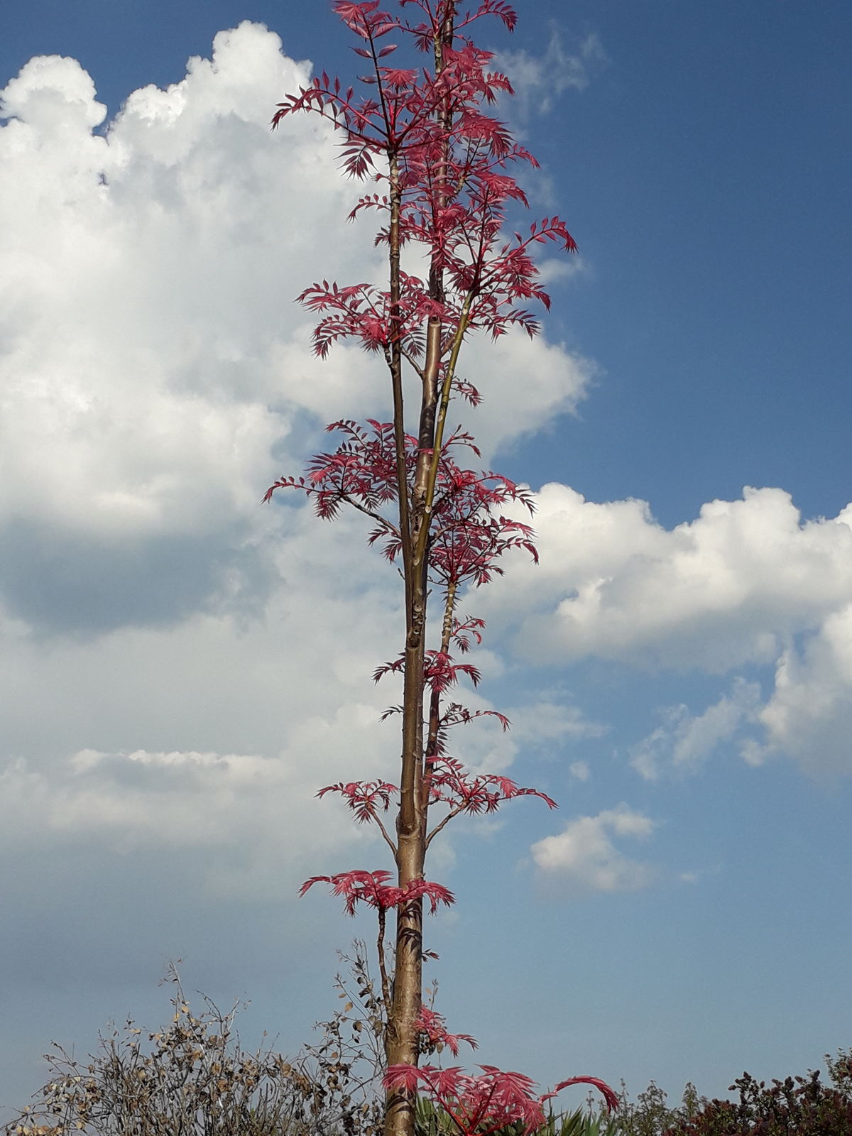 In fact, a lack of humidity could cause your flamingo flower's foliage to lose its gorgeous, . Toona sinensis (Juss.) M.Roem. | Plants of the World
