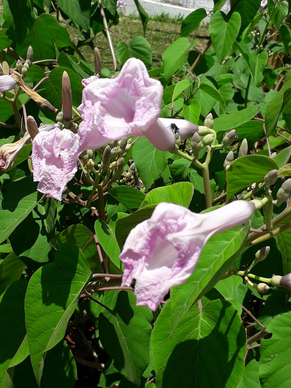 Ipomoea carnea subsp. fistulosa (mart. ex choisy) d.f.austin