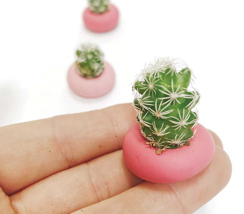I'd like to start a niche magazine. Succulent Native Is Growing Austin Monthly Magazine