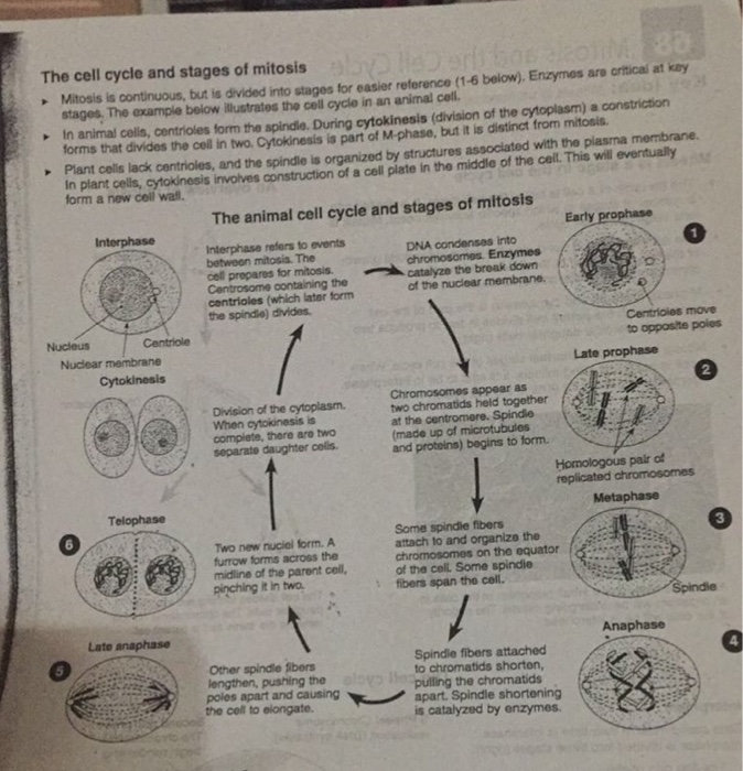 Phases of the cell cycle. Solved 68 Mitosis And The Cell Cycle Key Idea Mtosis An Chegg Com