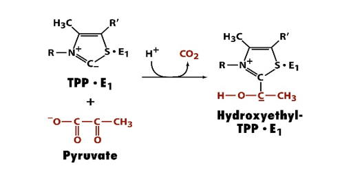 photo Hydroxyethyl Tpp Structure reaction 1 of the pyruvate dehydrogenase complex chegg com