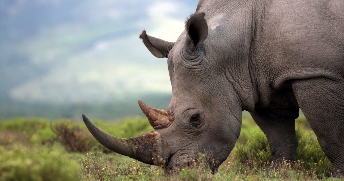 Animals: african, asian, both or neither quiz