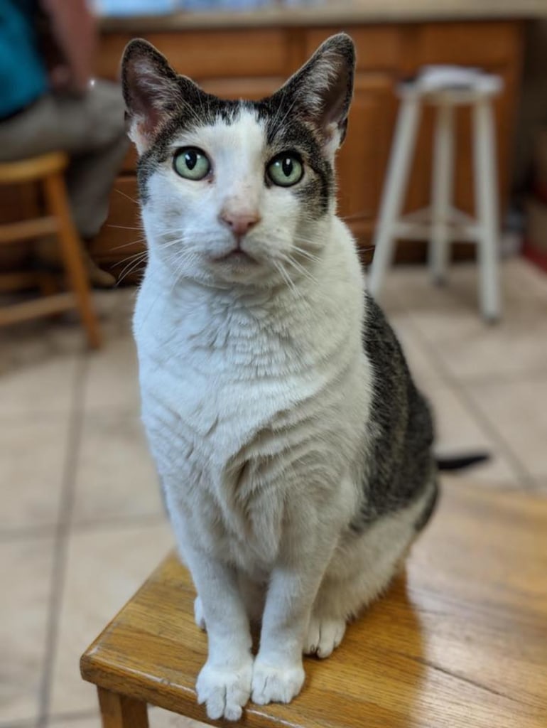 About dunnellon animal hospital in dunnellon, fl