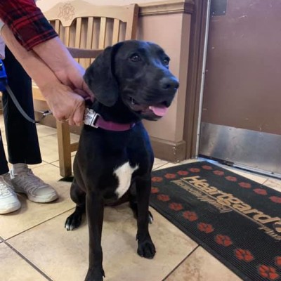 About dunnellon animal hospital in dunnellon, fl