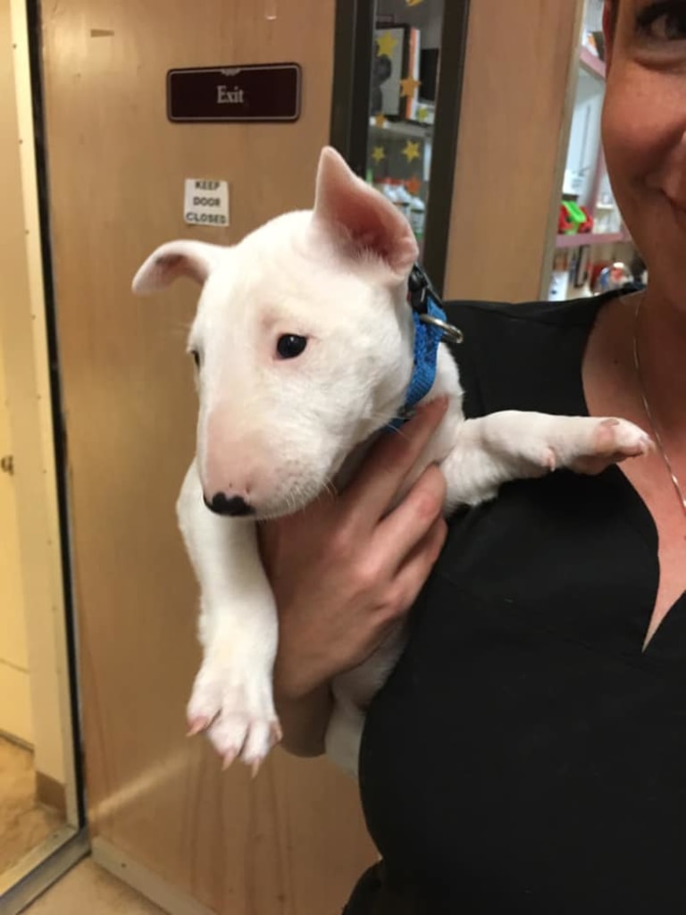 About dunnellon animal hospital in dunnellon, fl