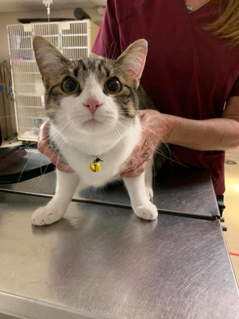 About dunnellon animal hospital in dunnellon, fl