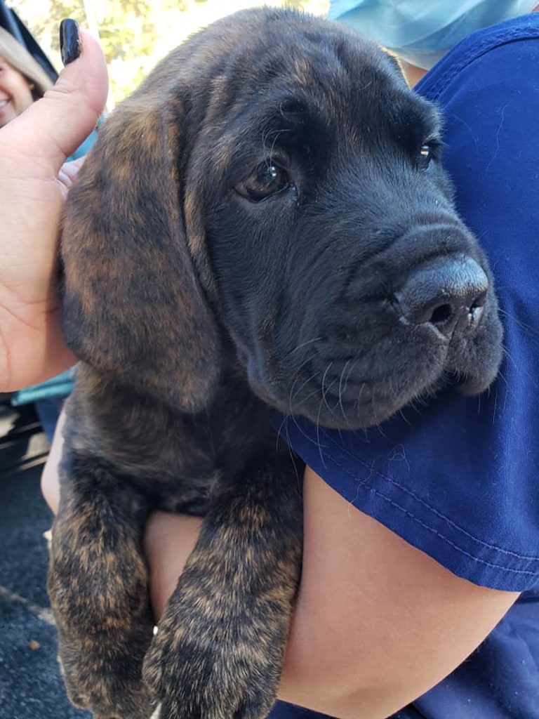 About dunnellon animal hospital in dunnellon, fl