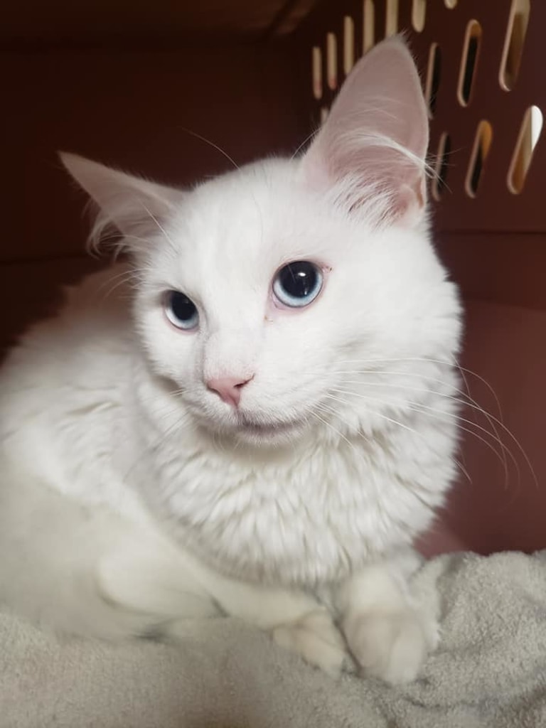 About dunnellon animal hospital in dunnellon, fl