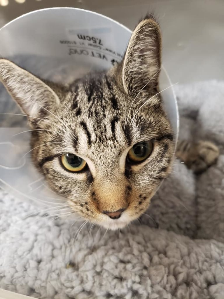 About dunnellon animal hospital in dunnellon, fl