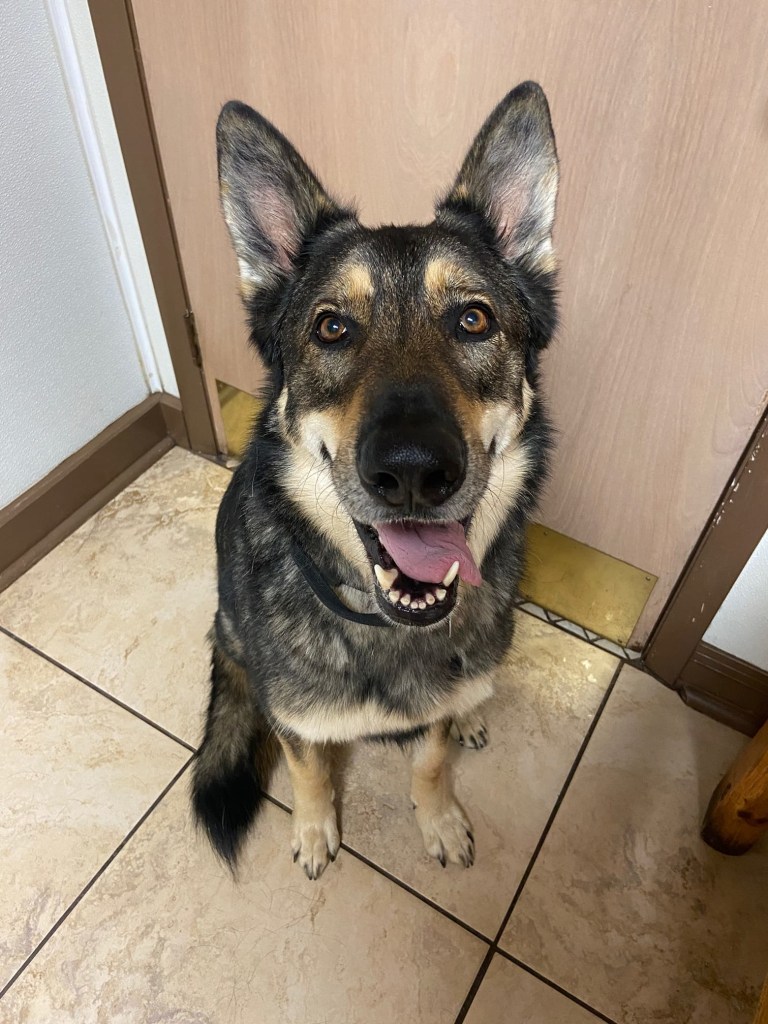 About dunnellon animal hospital in dunnellon, fl