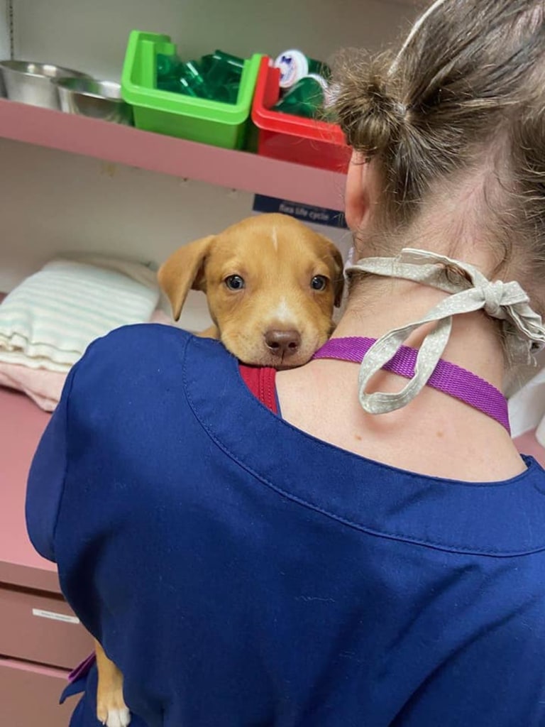 About dunnellon animal hospital in dunnellon, fl