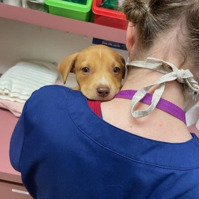 About dunnellon animal hospital in dunnellon, fl