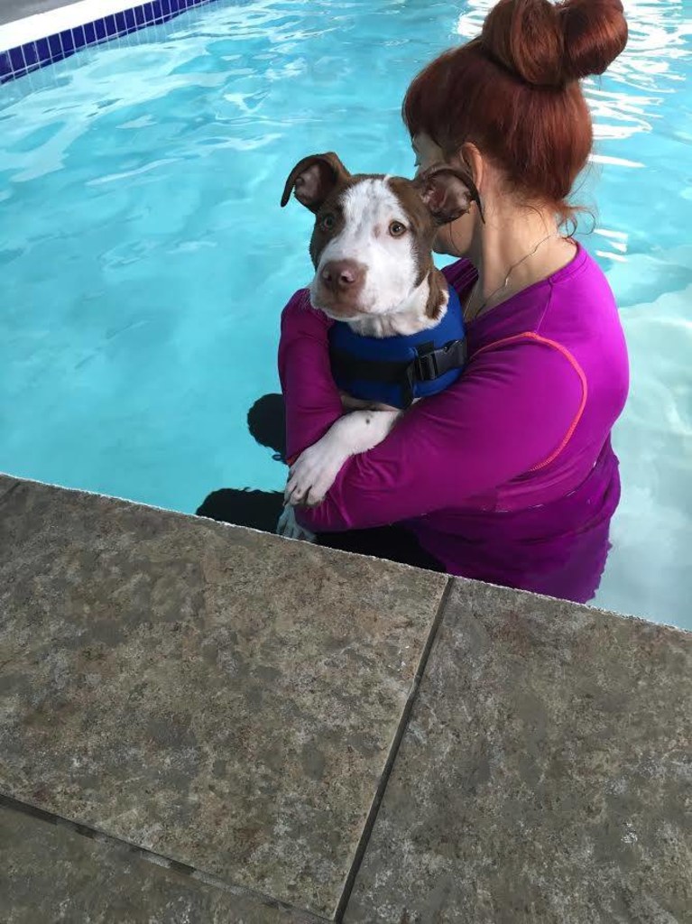 About michigan avenue animal hospital, ypsilanti gp veterinarian