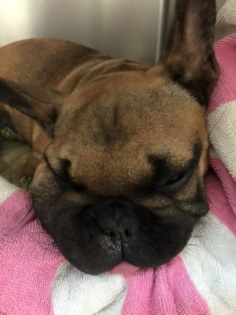 About animal emergency clinic of san diego