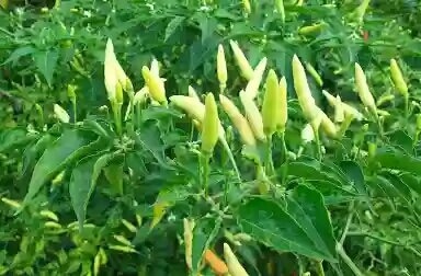 14 Manfaat Dan Khasiat Daun Cabai Untuk Kesehatan Arsono Bani