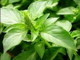 Ramuan Obat Herbal Untuk Mengatasi Badan Lemah Lesu Dan Pegal