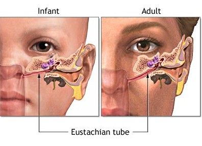 Understanding the anatomy of your ears, nose, and throat will help you know how. Eustachian Tube Dysfunction Nevada Ear Sinus Institute