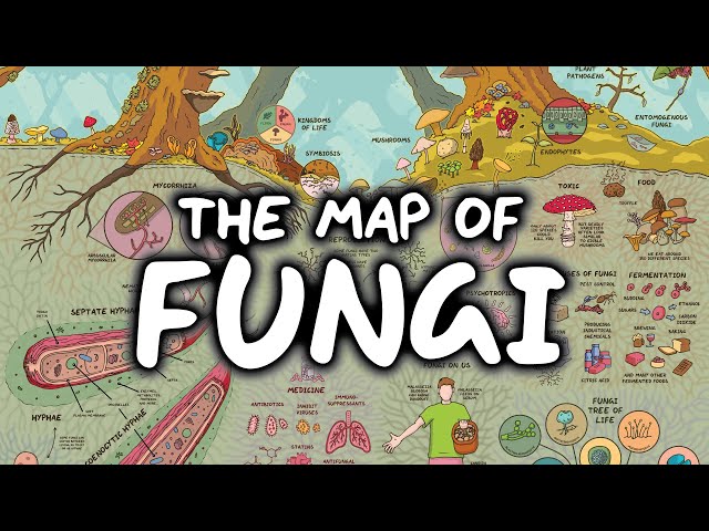 Free Video The Fascinating Map Of Fungi From Domain Of Science Class 