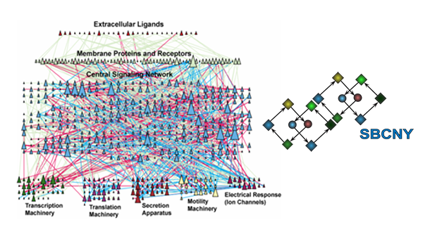 Solution Coursera Notes Basic Principles Of Cell Signalling Kaist - Ultra HD Landscape Illustrations for Desktop