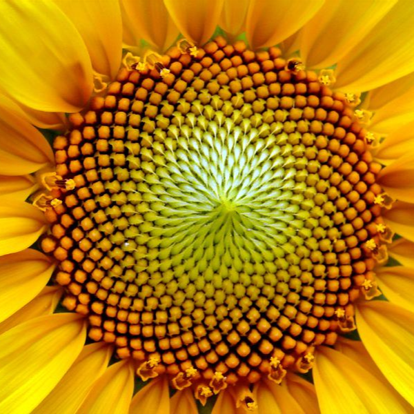 Linear Algebra Orthogonality And Diagonalization Coursera - Best Space Wallpapers in Full HD