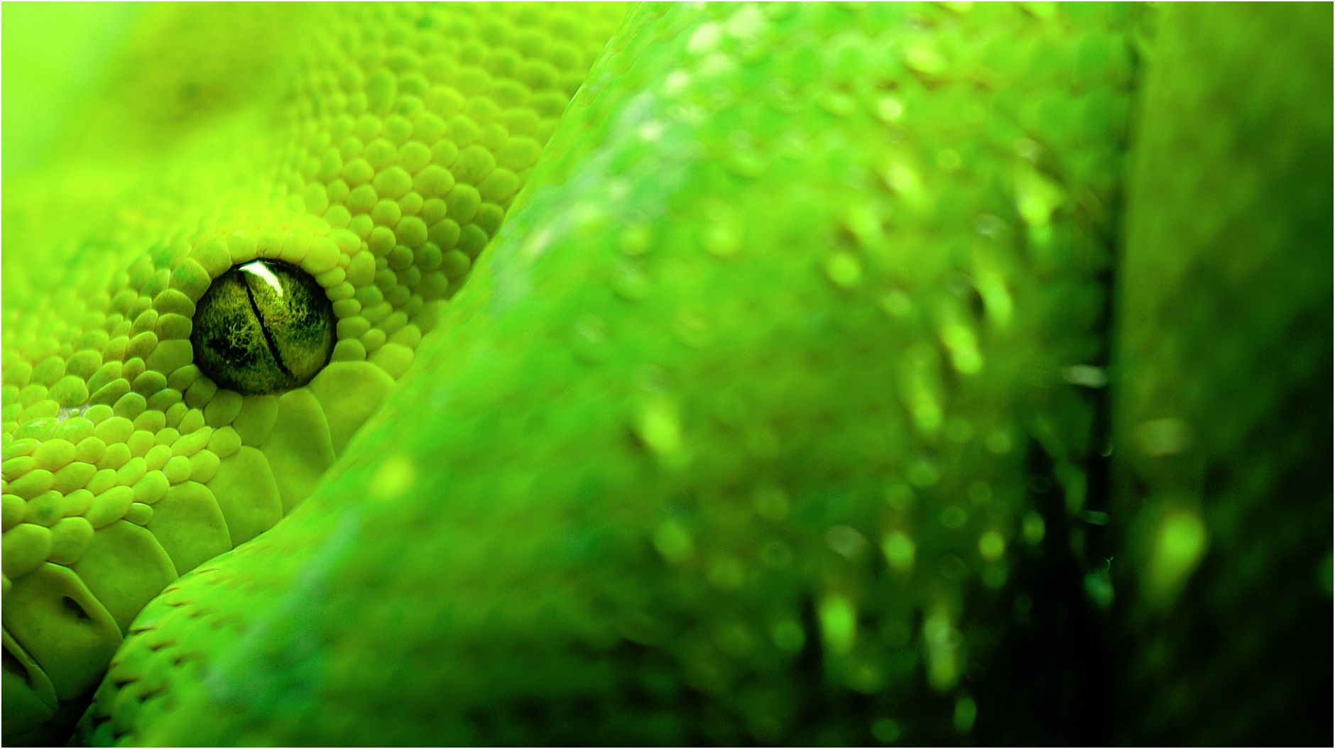 Snake Eyes Animal : Green Snake Eyes - Wallpaper