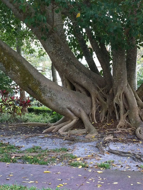 Video Man Having Protected Sex With Banana Tree Talk Of Naija