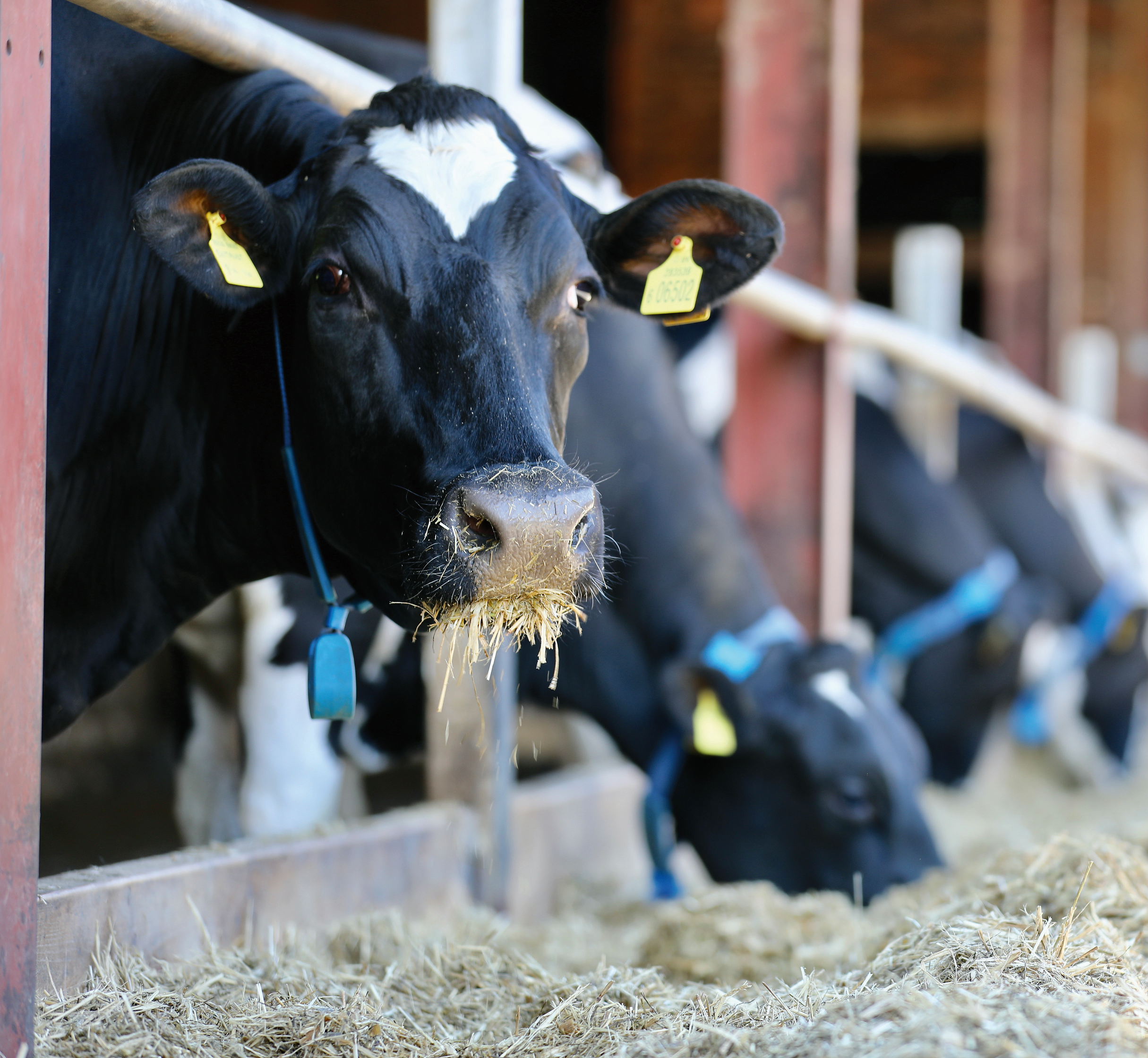 The jamaica dairy development board is currently embarked on an animal genetic improvement programme. The Role Of Genetics In Improving Feed Conversion Cogent Uk