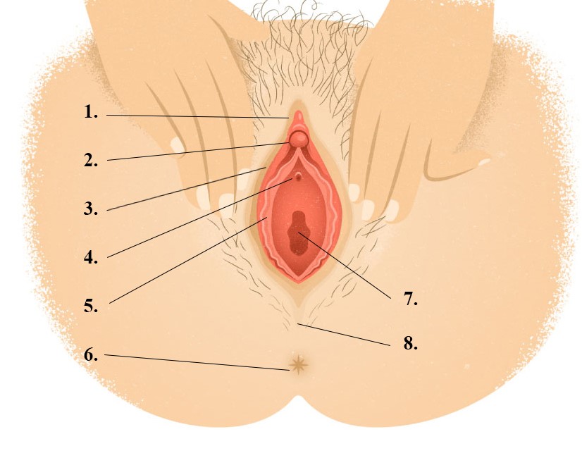 The human female reproductive system contains three main parts: The Woman S Copulatory Organs Anatomy And Function Lecturio