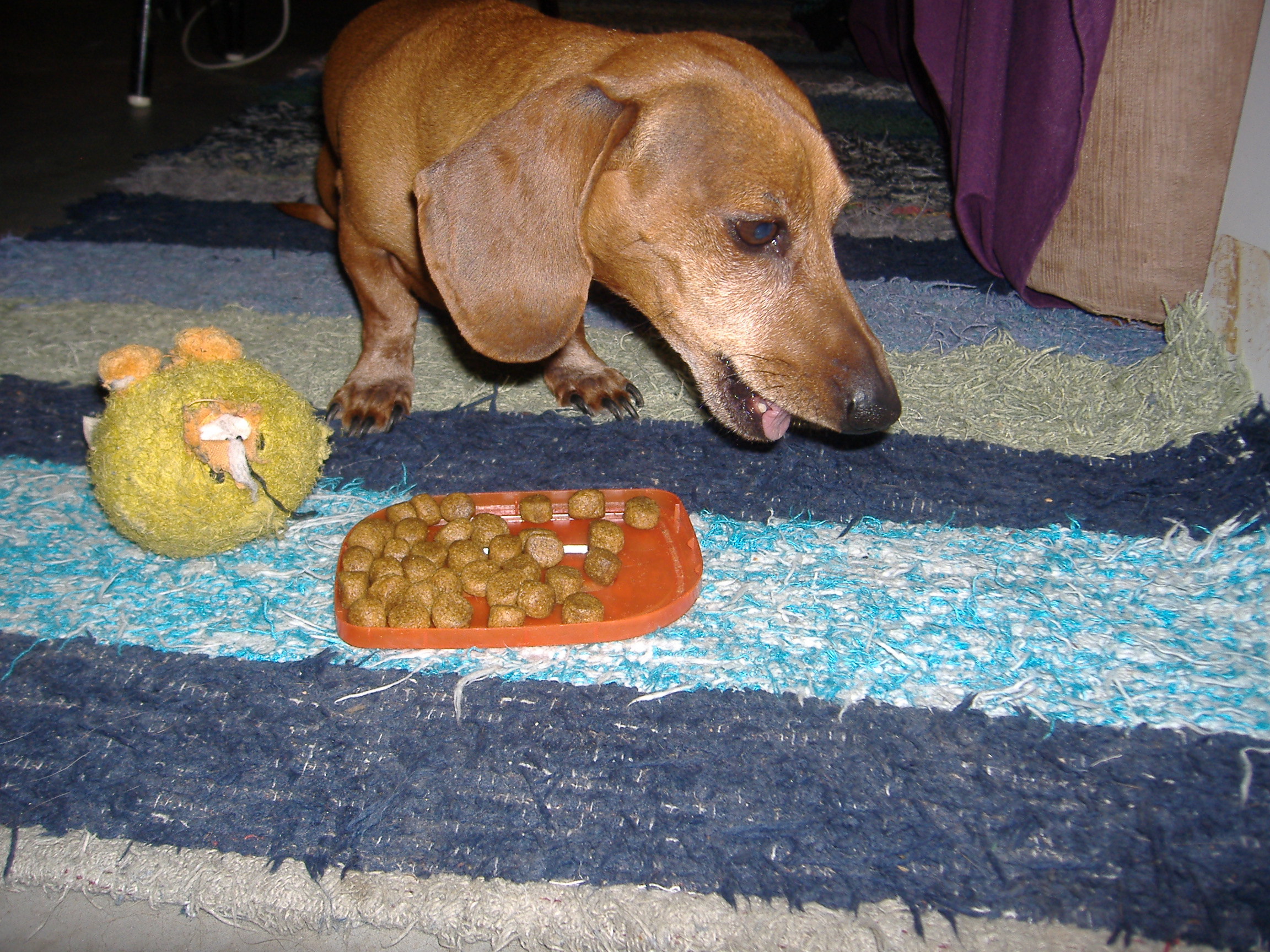 dachshund food allergies