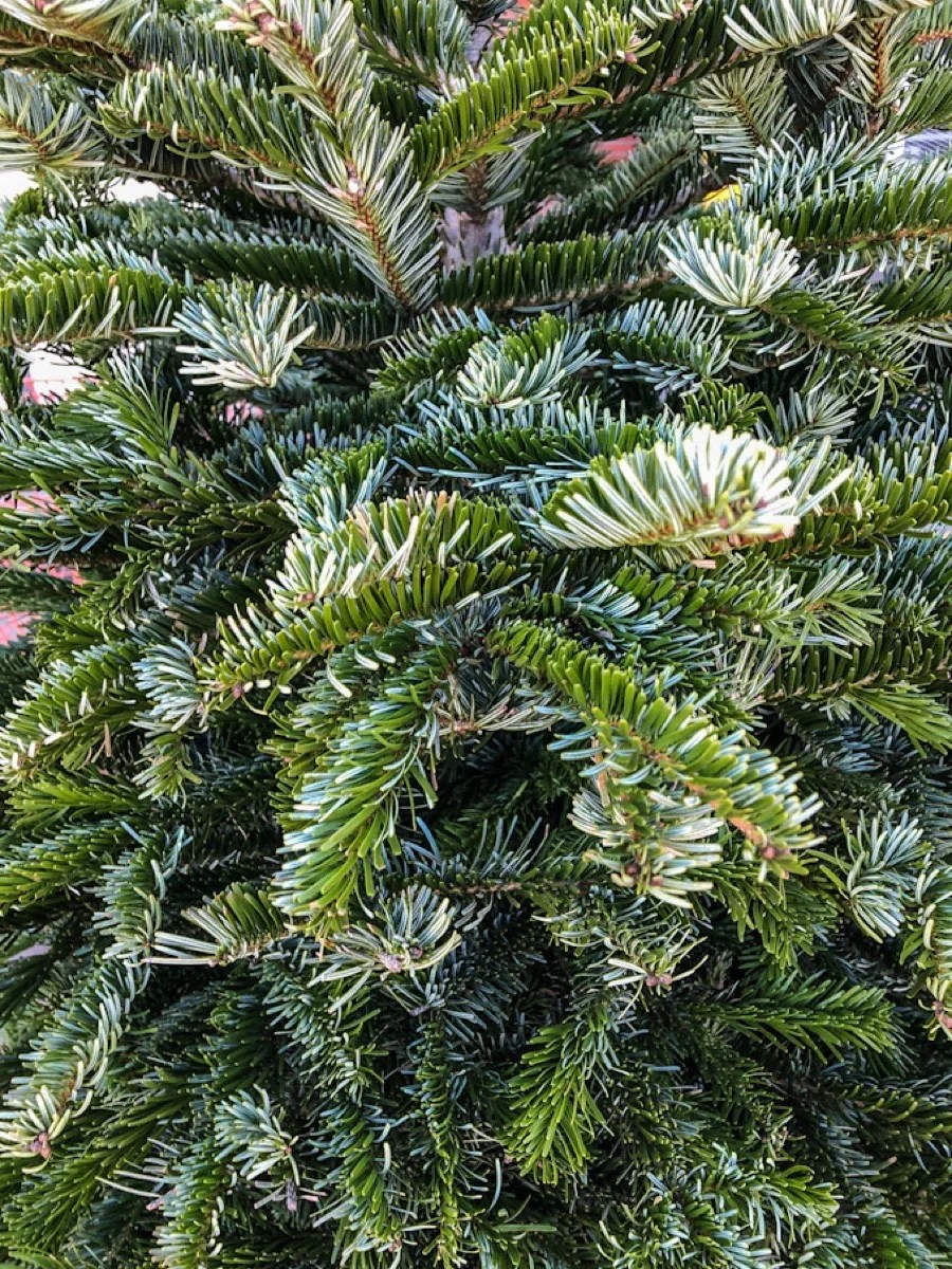 Noble Fir tree branches