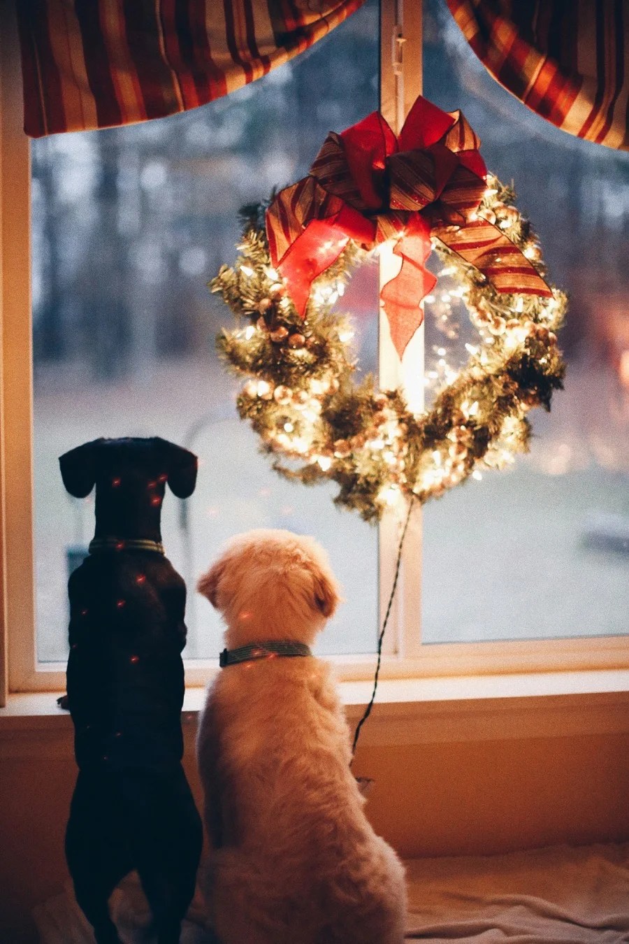 2 dogs looking out a window with a Christmas wreath on it.