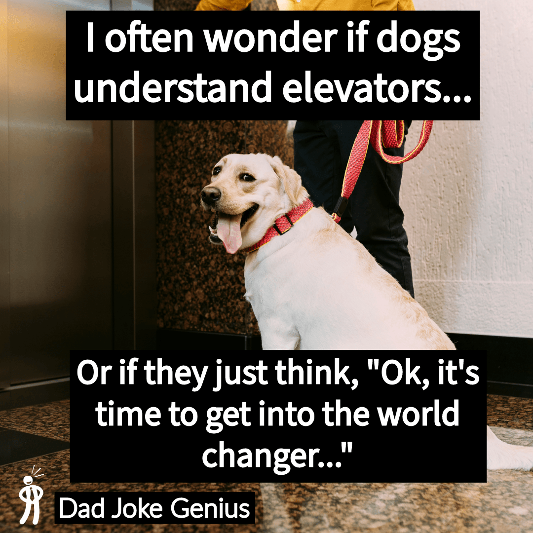 I often wonder if dogs understand elevators... Or if they just think, "Ok, it's time to get into the world changer..."