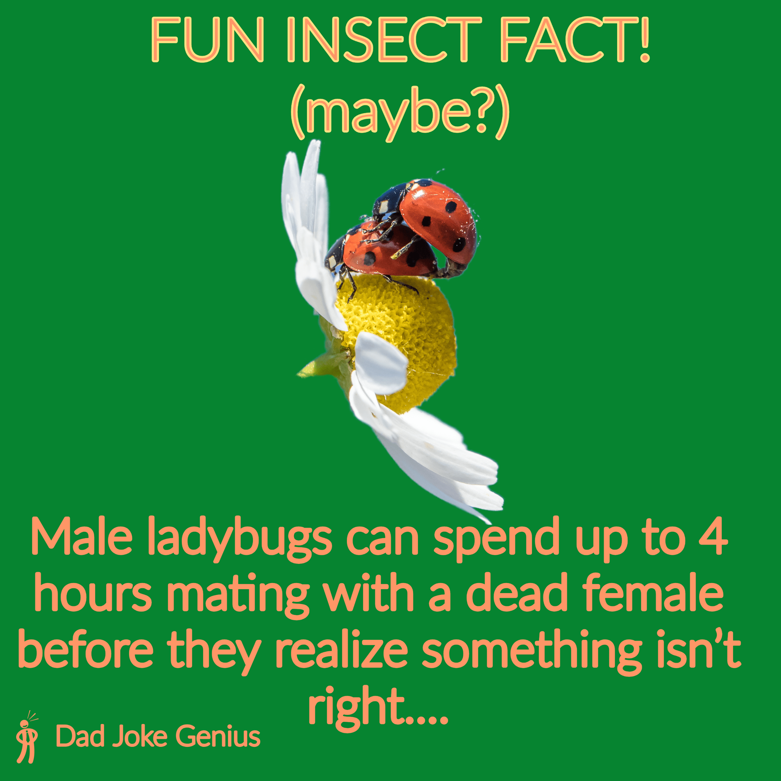 FUN INSECT FACT! (maybe?) Male ladybugs can spend up to 4 hours mating with a dead female before they realize something isn't right....