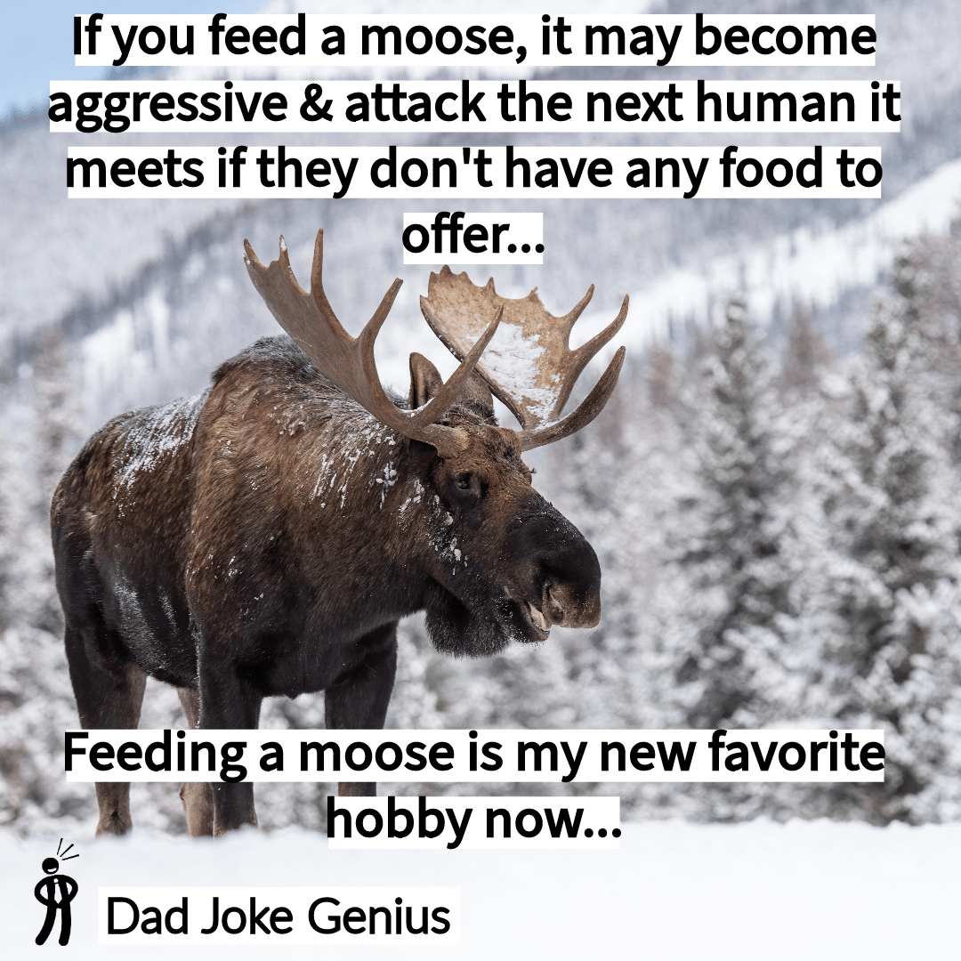 If you feed a moose, it may become aggressive & attack the next human it meets if they don't have any food to offer... Feeding a moose is my new favorite hobby now...