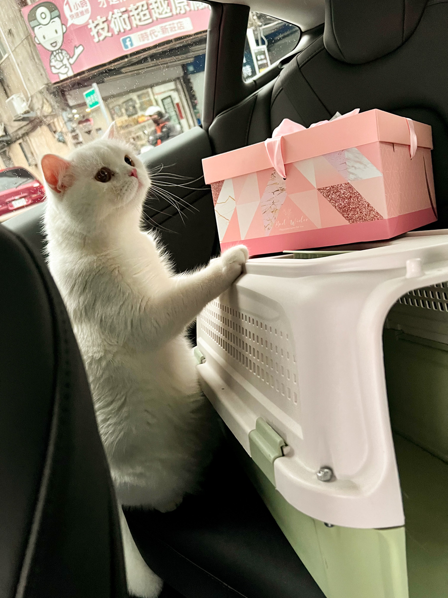 貓貓｜每日一貓🐱