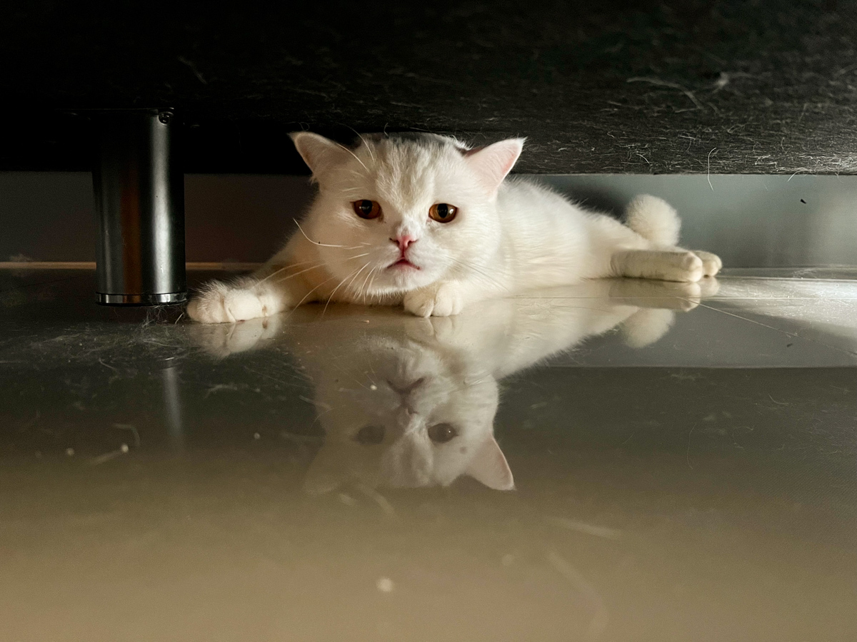 貓貓｜每日一貓🐱