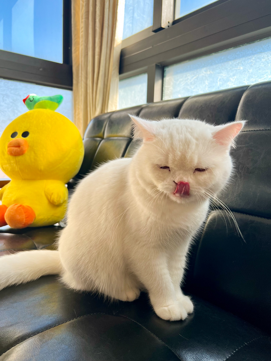 貓貓｜每日一貓🐱