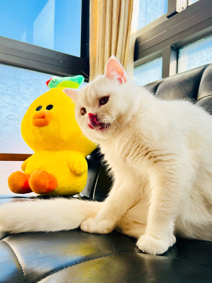 貓貓｜每日一貓🐱