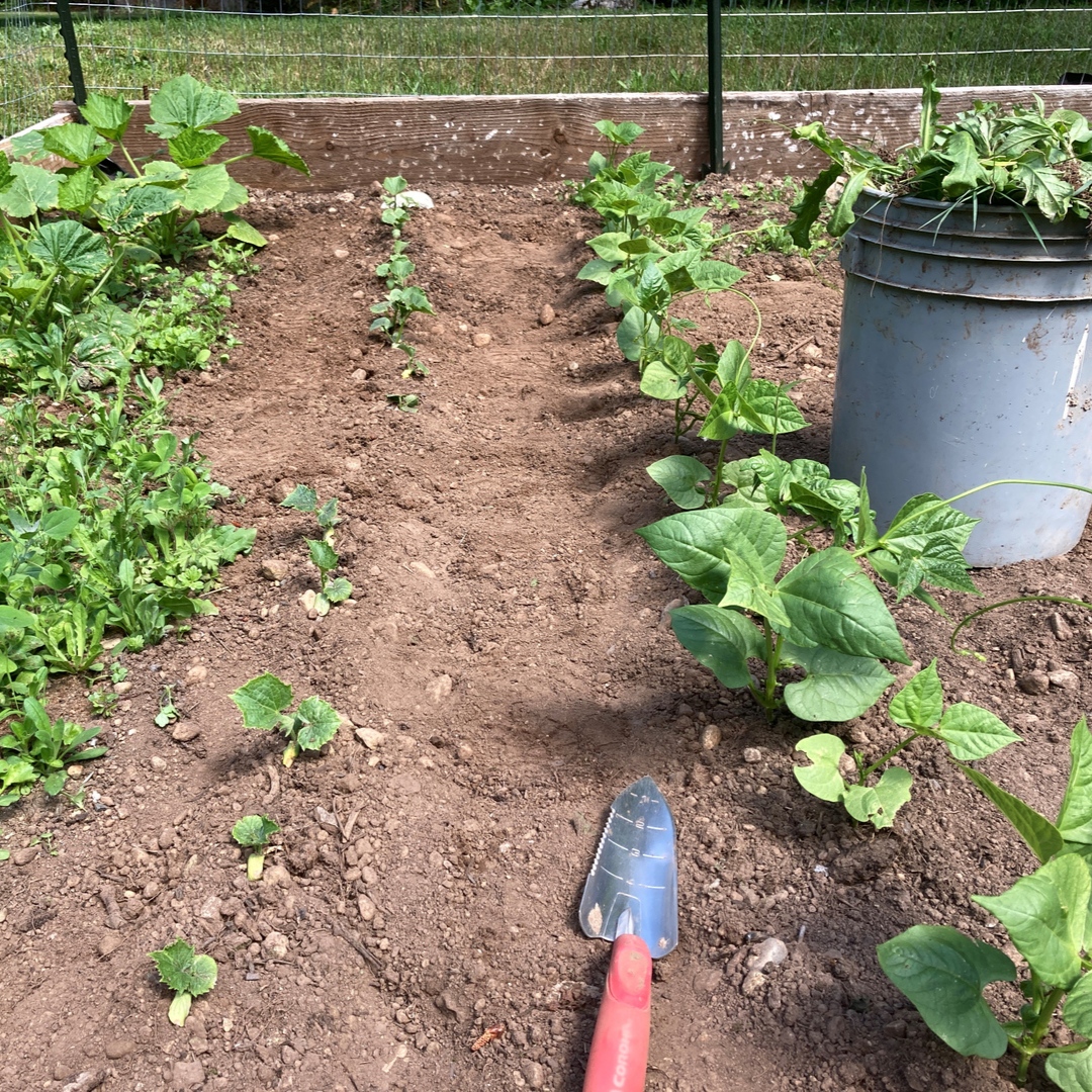 Lessons in the Dirt – Weeding