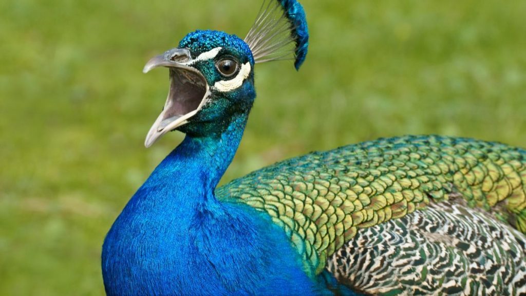 Le Saviez Vous La Danse Du Paon Fait Vibrer Physiquement La Crete De La Femelle